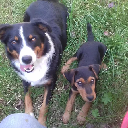 Апартаменты Dischhansenhof *